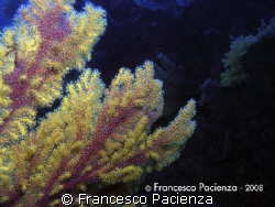 Beautyfull gorgonia (Paramuricea) with two colors, yellow... by Francesco Pacienza 